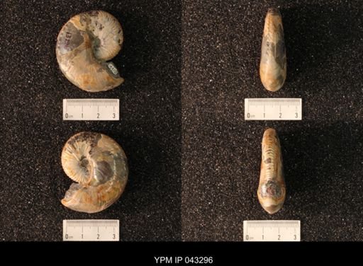 Hoploscaphites nicolletii