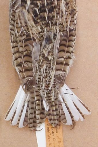 Sturnella neglecta