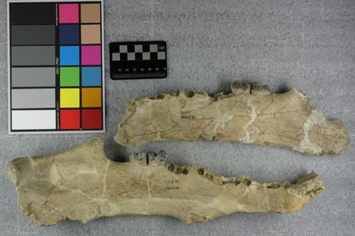 Archaeotherium mortoni