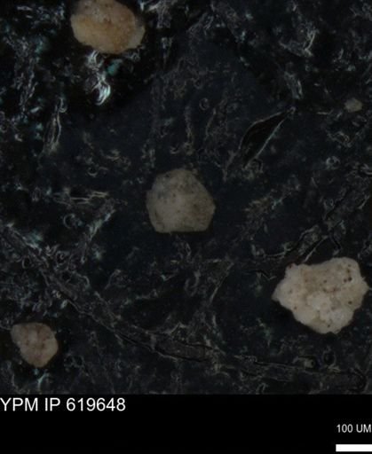 undet. Foraminiferida