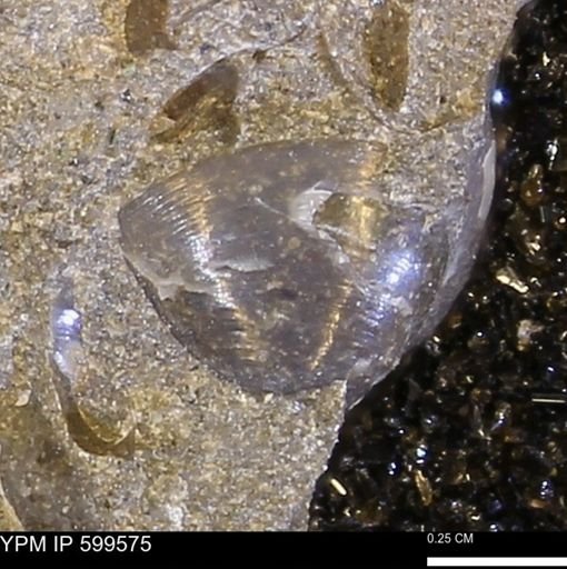 Protocardia subquadrata