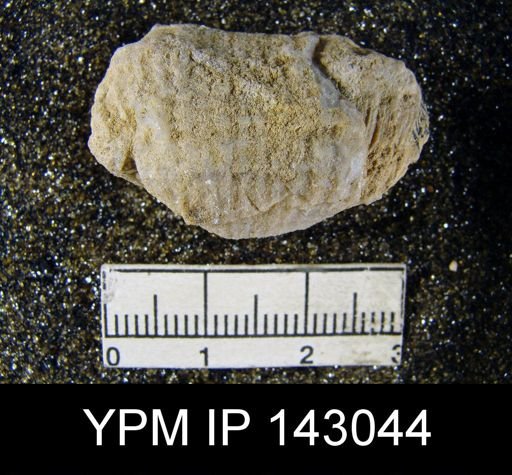 Productus (Dictyoclostus) subcostatus