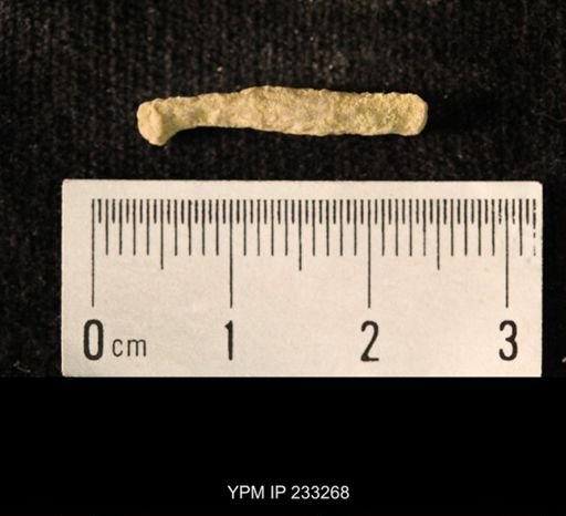 Archaeocidaris sp.