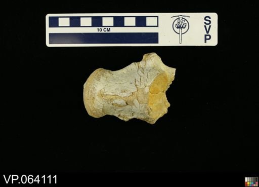 undet. Mosasauridae