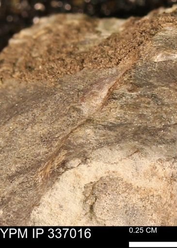 undet. Mollusca