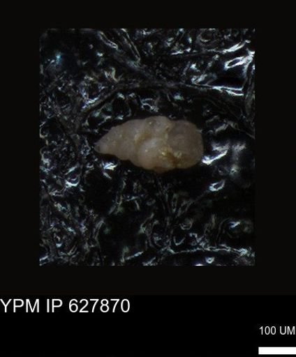 undet. Foraminiferida