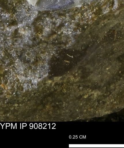undet. Mollusca