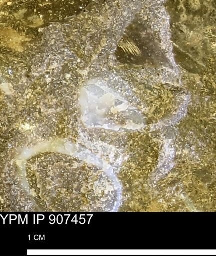 undet. Mollusca