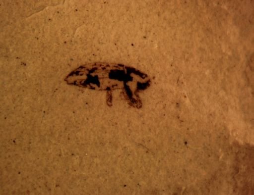 undet. Curculionidae