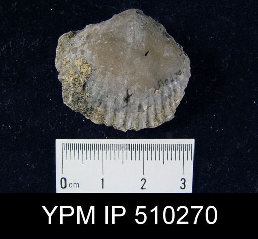 undet. Pentamerida