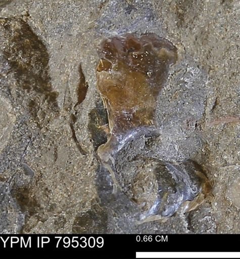 undet. Mollusca