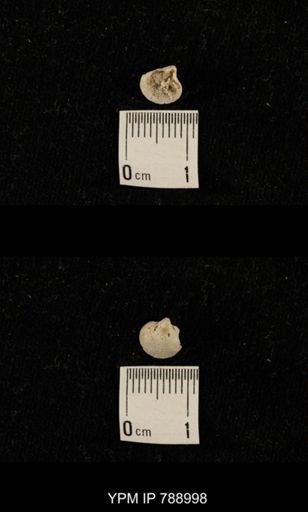 undet. Brachiopoda
