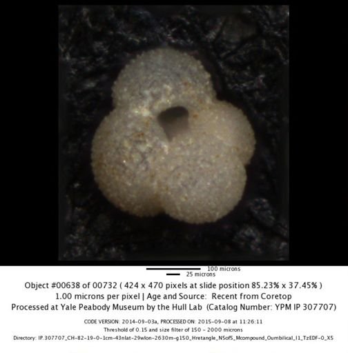undet. Foraminiferida