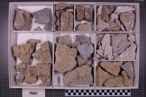 mixed taxa, stratigraphic collection