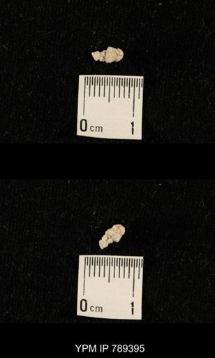 undet. Bryozoa