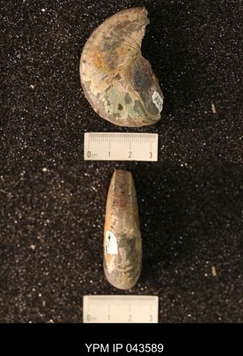 Hoploscaphites nicolletii