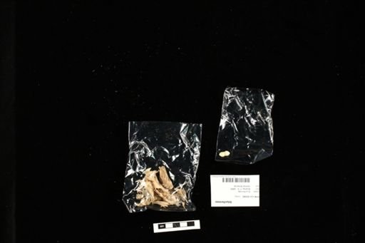 Siluriformes