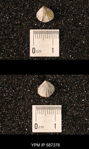 Camarotoechia whitei