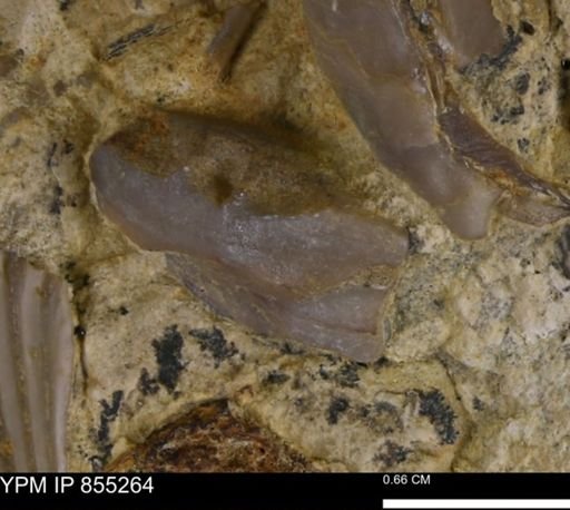 undet. Bivalvia