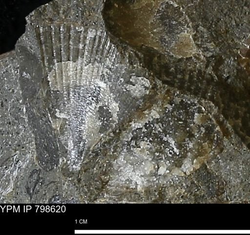 Oxytoma (Hypoxytoma) nebrascana