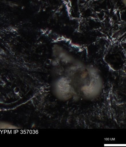 undet. Foraminiferida