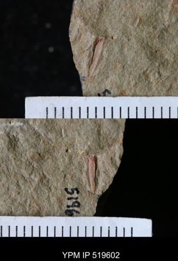 undet. Hyolithida