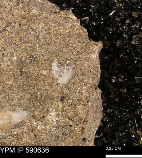 Ostrea sp.