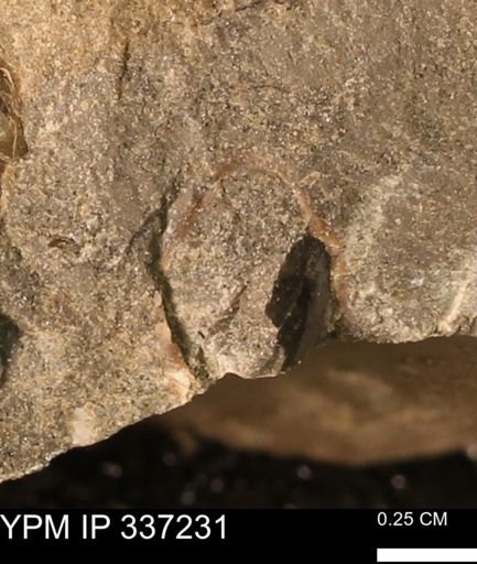 undet. Mollusca