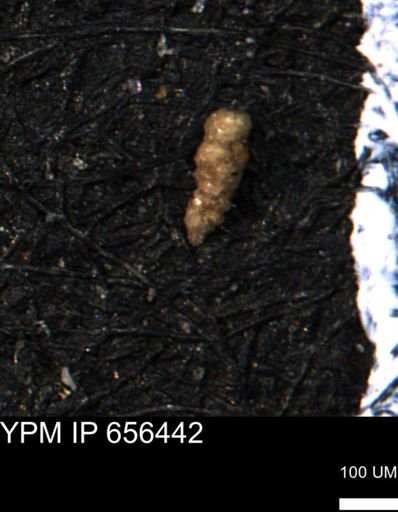 Verneuilinoides kansasensis