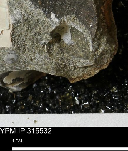 undet. Bivalvia