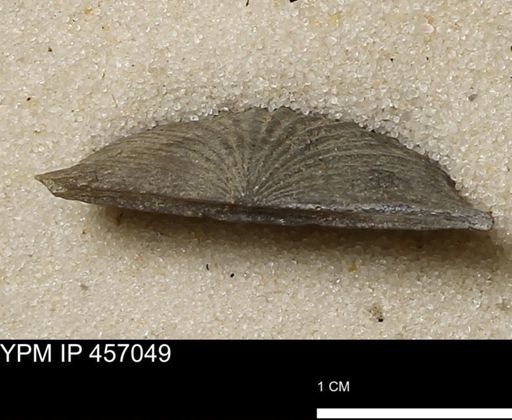 Stropheodonta sp.