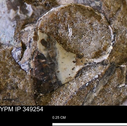 undet. Gastropoda