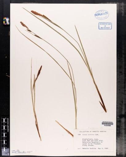 Carex stricta