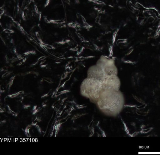 undet. Foraminiferida