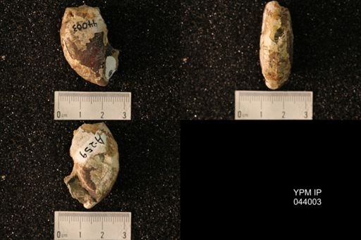 Hoploscaphites nicolletii