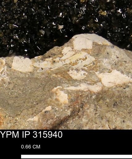 undet. Mollusca
