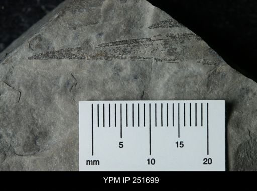 undet. Phyllocarida