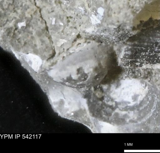 Corbulamella gregaria