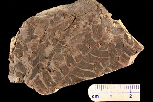 Cladophlebis sp.