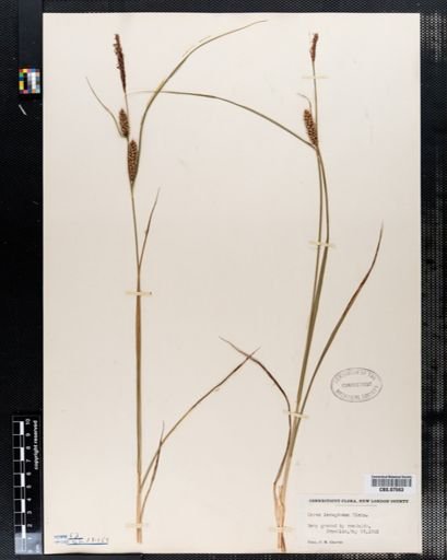 Carex lanuginosa