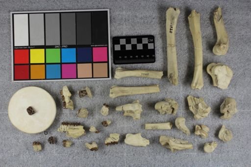 Mesohippus bairdii
