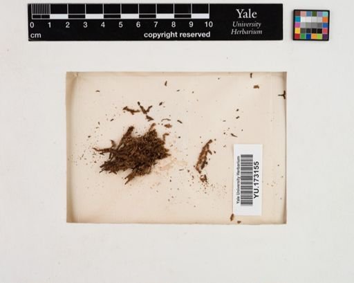 Plantae
