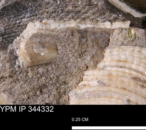 Parallelodon (Cosmetodon) sp.