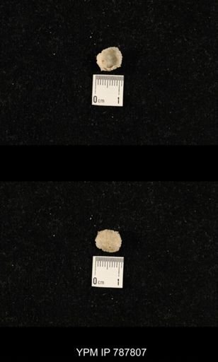 undet. Orthotetoidea
