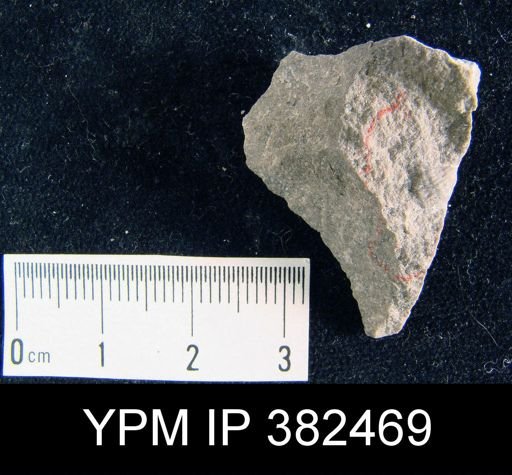 Productus pertenuis