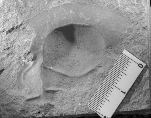 Dikelocephalus sp.