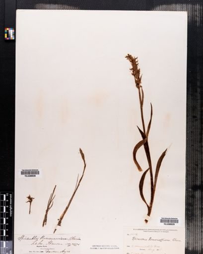 Spiranthes romanzoffiana