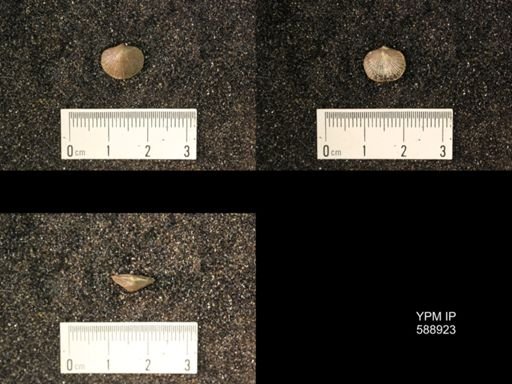 Dalmanella testudinaria