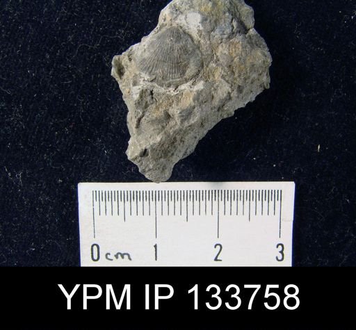 Rhipidomella vanuxemi