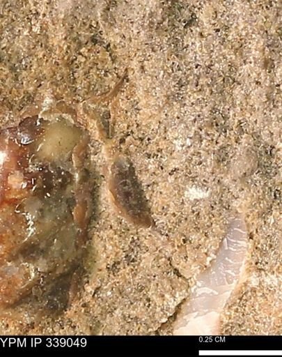 undet. Bivalvia